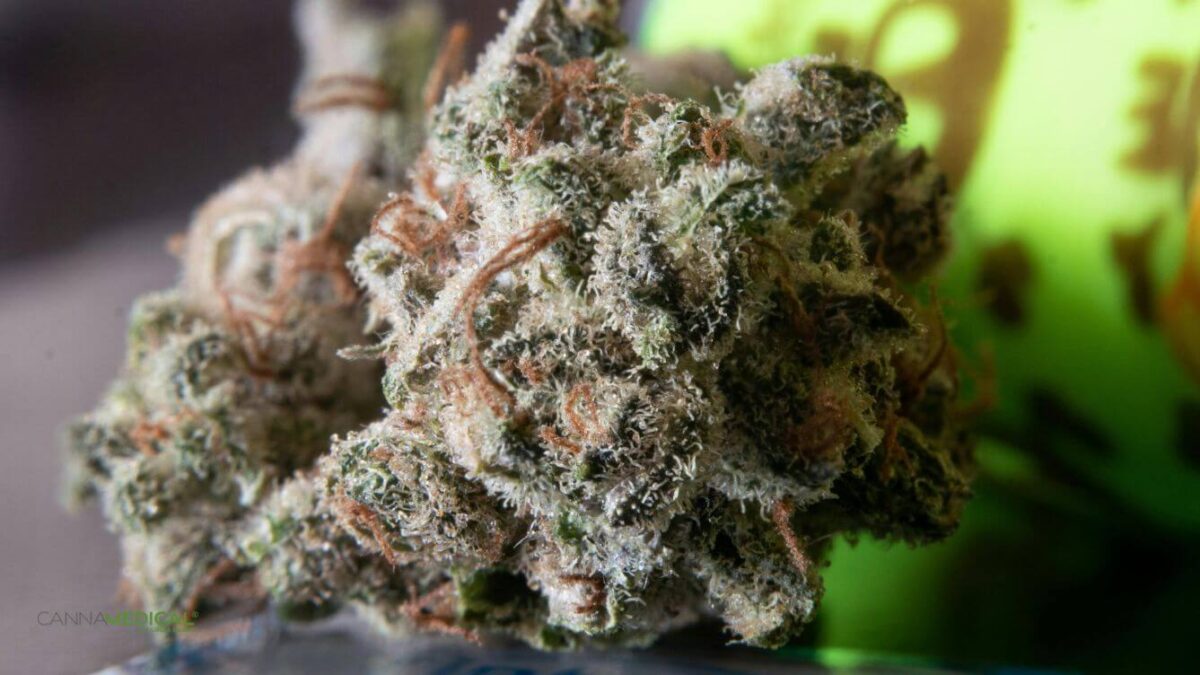 Cannabis-Buds-titelbild-1337-x-752-px-1200x675.jpg