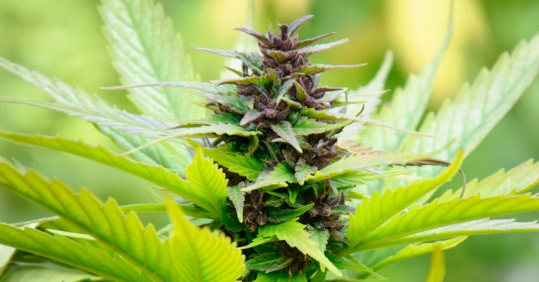 Blühende Cannabispflanze.