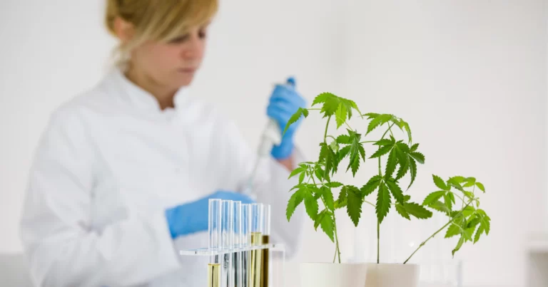 Wissenschaftlerin pipettiert Proben einer Cannabispflanze.