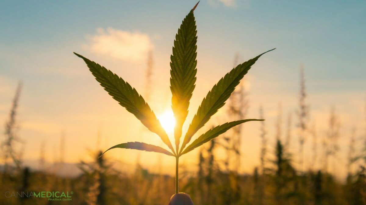 cannabis-urlaub-titelbild-1200x675.jpg