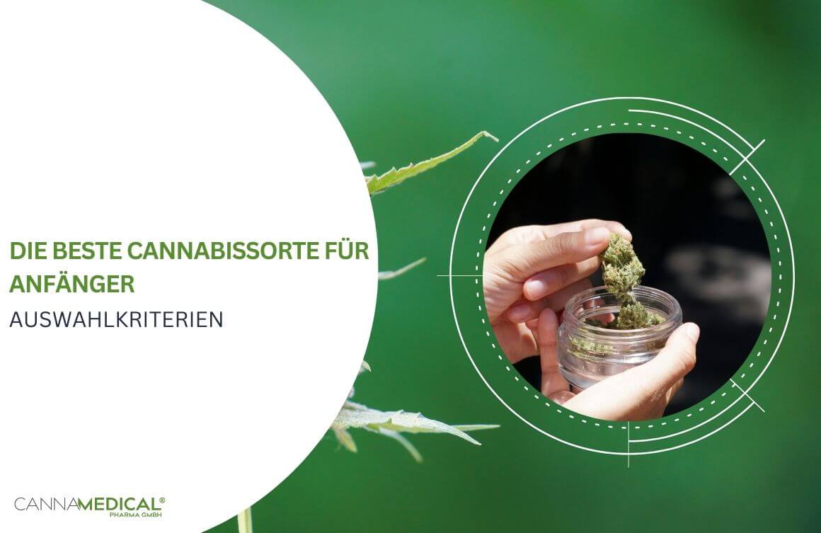 cannabissorte für anfänger auswahlkriterien