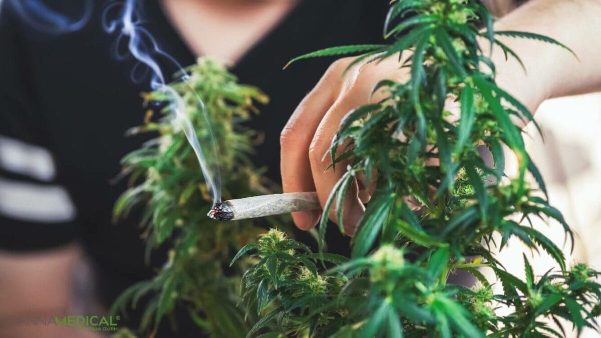 gestrecktes-cannabis-titelbild-1200x675.jpg