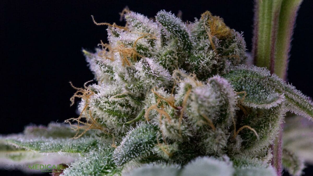trichome-titelbild-1200x675.jpg
