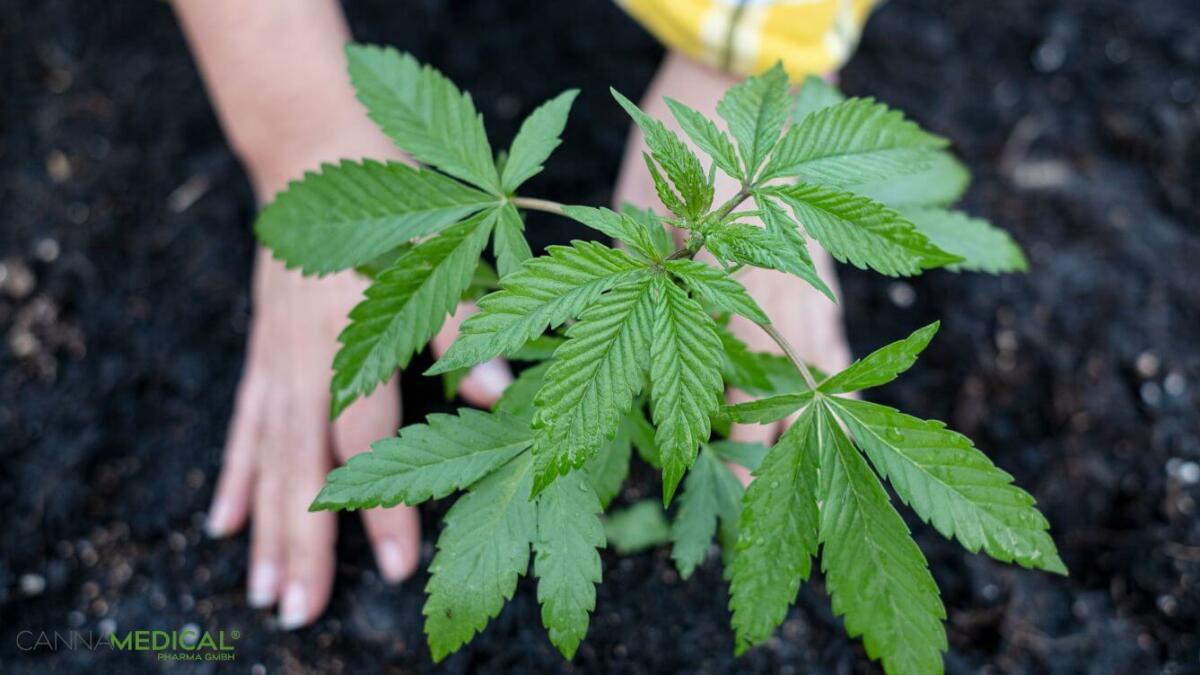unterschied-sativa-indica-titelbild-1200x675.jpg